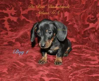 BlackNTanBoy 1, a male Miniature Dachshund for sale in Athens, GA – 4 of 5