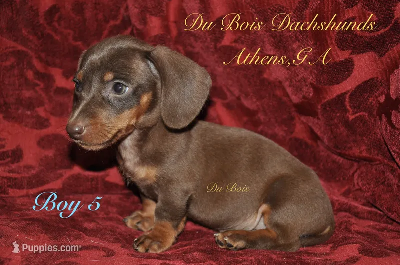 ChocolateNtan  – Miniature Dachshund puppy for sale in Athens, GA