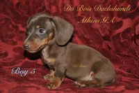 ChocolateNtan , a male Miniature Dachshund for sale in Athens, GA – 1 of 4