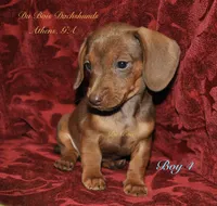 RedBoy4, a male Miniature Dachshund for sale in Athens, GA – 1 of 8
