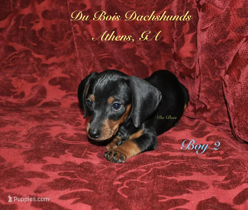 BlackNTanBoy2 – Miniature Dachshund puppy for sale in Athens, GA