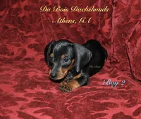 BlackNTanBoy2, a male Miniature Dachshund for sale in Athens, GA – 1 of 5