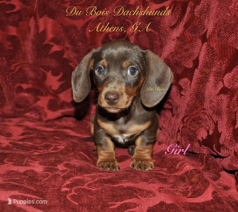 ChocolateNTan Girl – Miniature Dachshund puppy for sale in Athens, GA