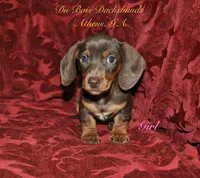 ChocolateNTan Girl, a female Miniature Dachshund for sale in Athens, GA – 1 of 5