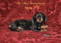BlackNTanBoy3, a male Miniature Dachshund for sale in Athens, GA – 6 of 6