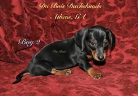 BlackNTanBoy 2, a male Miniature Dachshund for sale in Athens, GA – 3 of 5