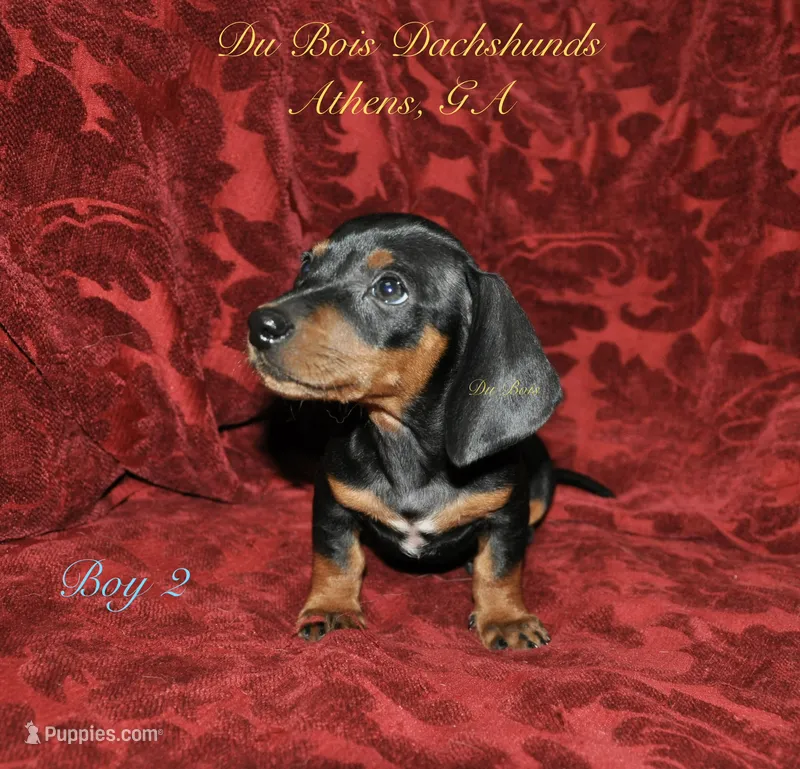 BlackNTanBoy 2 – Miniature Dachshund puppy for sale in Athens, GA