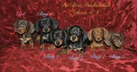ChocolateNtan , a male Miniature Dachshund for sale in Athens, GA – 4 of 4