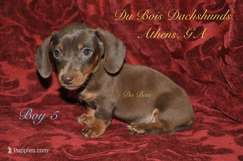 ChocolateNTanBoy5 – Miniature Dachshund puppy for sale in Athens, GA