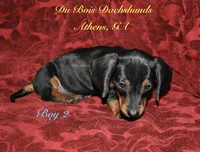 BlackNTanBoy2, a male Miniature Dachshund for sale in Athens, GA – 4 of 5
