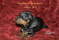 BlackNTanBoy3, a male Miniature Dachshund for sale in Athens, GA – 1 of 6