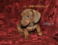 RedBoy4, a male Miniature Dachshund for sale in Athens, GA – 3 of 8