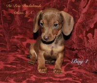 RedBoy4, a male Miniature Dachshund for sale in Athens, GA – 2 of 8