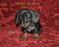 BlackNTanBoy1, a male Miniature Dachshund for sale in Athens, GA – 2 of 5