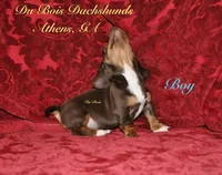 ChocolateNtan male, a male Miniature Dachshund for sale in Athens, GA – Photo 5 of 6