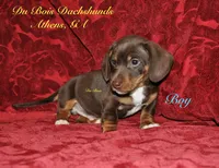 ChocolateNtan male, a male Miniature Dachshund for sale in Athens, GA – Photo 3 of 6
