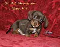 ChocolateNtan male, a male Miniature Dachshund for sale in Athens, GA – Photo 4 of 6