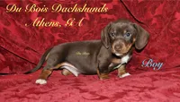 ChocolateNtan male, a male Miniature Dachshund for sale in Athens, GA – Photo 2 of 6