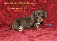 ChocolateNtan male, a male Miniature Dachshund for sale in Athens, GA – Photo 6 of 6