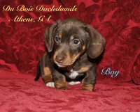 ChocolateNtan male, a male Miniature Dachshund for sale in Athens, GA – Photo 1 of 6