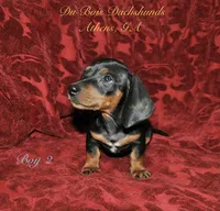 BlackNTanBoy2, a male Miniature Dachshund for sale in Athens, GA – 2 of 5