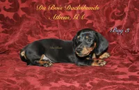 BlackNTanBoy3, a male Miniature Dachshund for sale in Athens, GA – 2 of 6