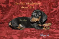 BlackNTanBoy3, a male Miniature Dachshund for sale in Athens, GA – 3 of 6