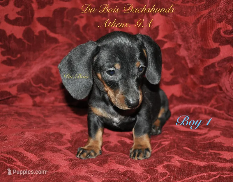 BlackNTanBoy1 – Miniature Dachshund puppy for sale in Athens, GA