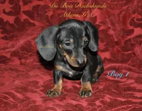 BlackNTanBoy1, a male Miniature Dachshund for sale in Athens, GA – 1 of 5