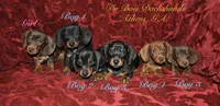 ChocolateNtan , a male Miniature Dachshund for sale in Athens, GA – 3 of 4