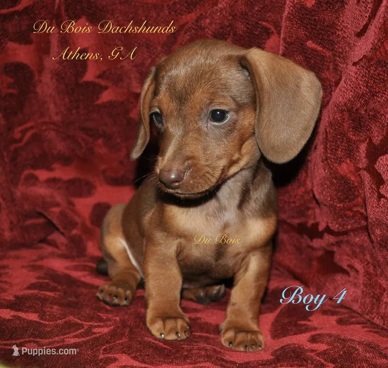 Red Boy 4 – Miniature Dachshund puppy for sale in Athens, GA