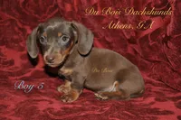 ChocolateNtan , a male Miniature Dachshund for sale in Athens, GA – 2 of 4