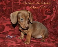 RedBoy4, a male Miniature Dachshund for sale in Athens, GA – 7 of 8