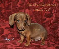 RedBoy4, a male Miniature Dachshund for sale in Athens, GA – 6 of 8