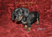 BlackNTanBoy1, a male Miniature Dachshund for sale in Athens, GA – 3 of 5