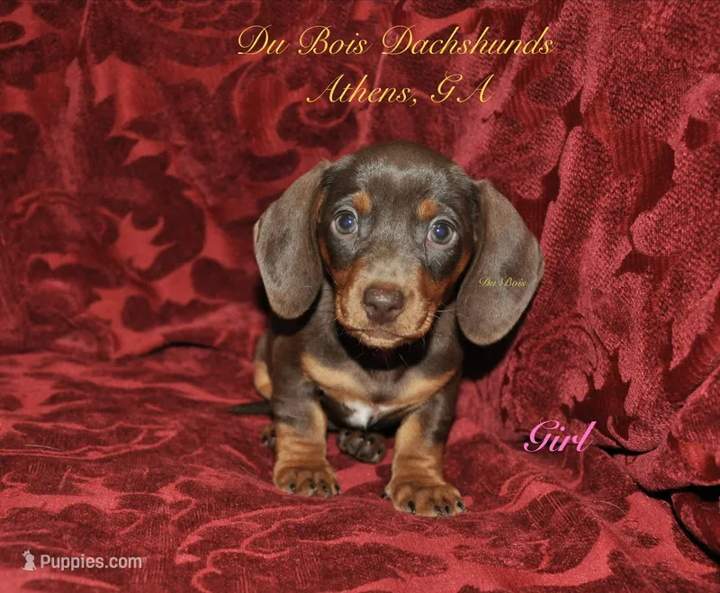 ChocNTanGirl – Miniature Dachshund puppy for sale in Athens, GA