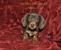 ChocNTanGirl, a female Miniature Dachshund for sale in Athens, GA – 1 of 5