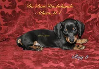 BlackNTanBoy3, a male Miniature Dachshund for sale in Athens, GA – 4 of 6