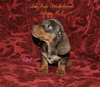 ChocNTanGirl, a female Miniature Dachshund for sale in Athens, GA – 4 of 5