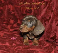 ChocNTanGirl, a female Miniature Dachshund for sale in Athens, GA – 3 of 5