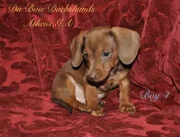 RedBoy4, a male Miniature Dachshund for sale in Athens, GA – 8 of 8