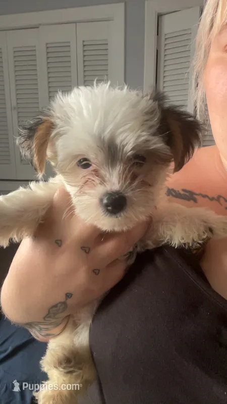 Snowball – Yorkshire Terrier puppy for sale in Euless, TX