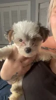 Snowball, a male Yorkshire Terrier for sale in Euless, TX – 1 of 2