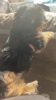 Butterball, a male Yorkshire Terrier for sale in Euless, TX – 2 of 2