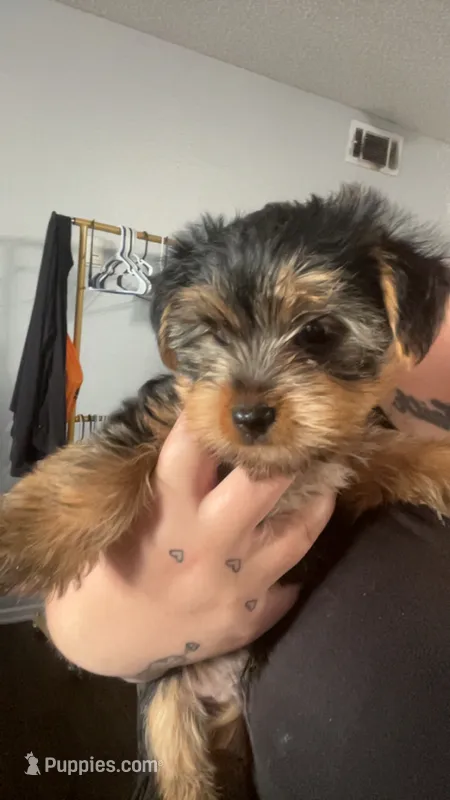 Butterball – Yorkshire Terrier puppy for sale in Euless, TX