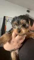 Butterball, a male Yorkshire Terrier for sale in Euless, TX – 1 of 2