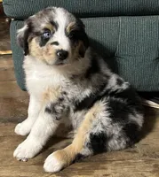 Diesel, a male Australian Shepherd for sale in McVeytown, PA – Photo 2 of 3