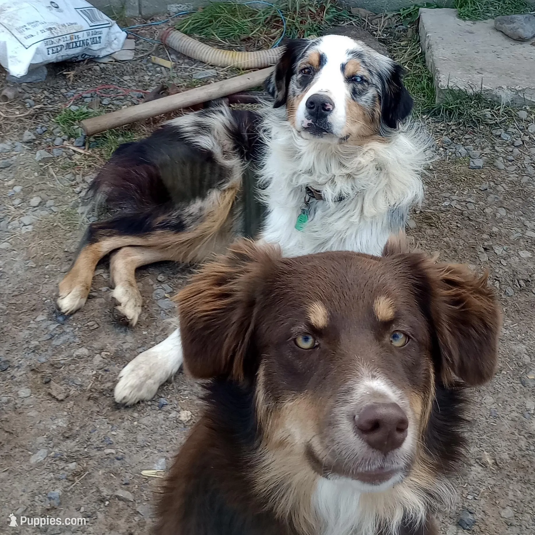Rip, a male Australian Shepherd for sale in McVeytown, PA – Photo 3 of 3