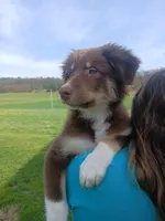 Dakota, a male Australian Shepherd for sale in McVeytown, PA – Photo 2 of 8