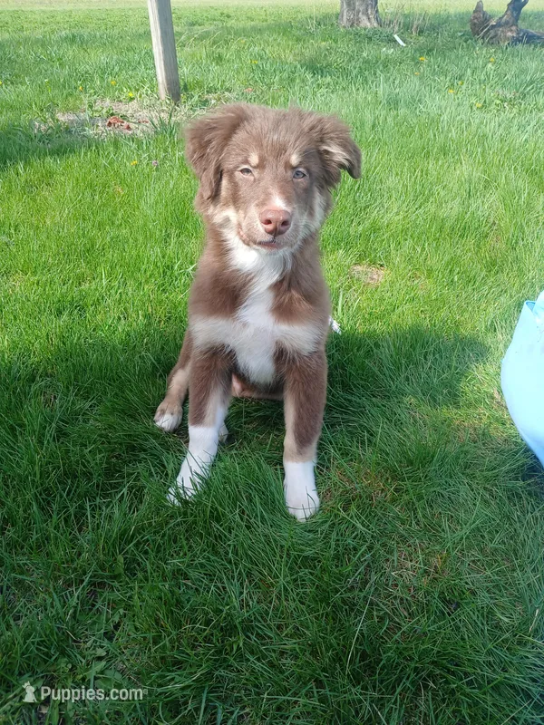 Dakota – Australian Shepherd puppy for sale in McVeytown, PA